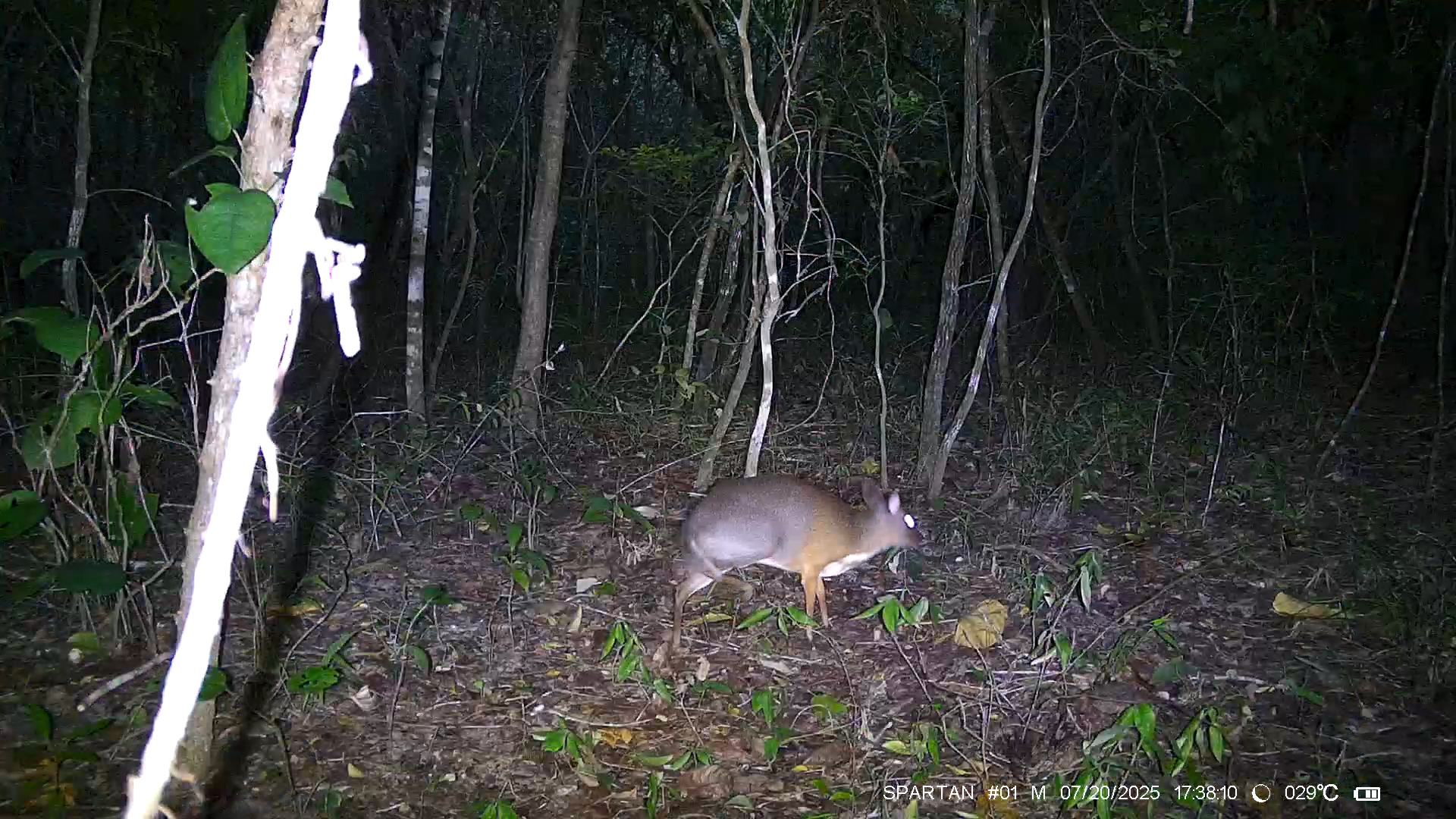 Một cá thể cheo leo lưng bạc ghi nhận được tại Khu Bảo tồn Thiên nhiên Ea Sô.